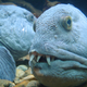 Image for article titled 12 Real Animals We Can't Believe Aren't Pokémon